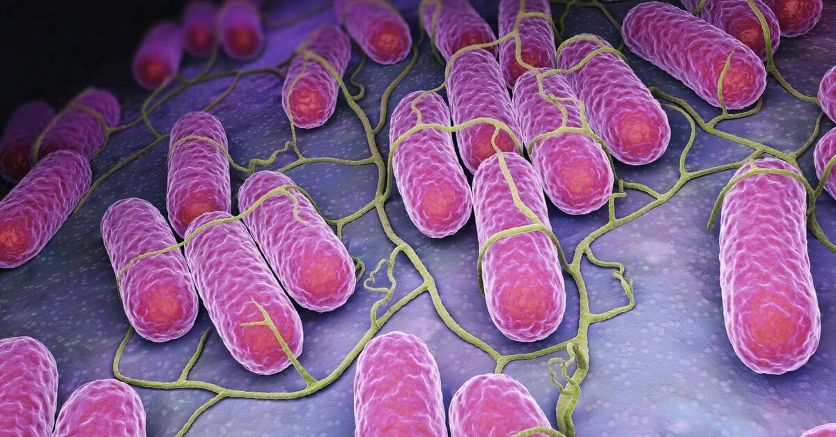 Vi khuẩn Salmonella khiến 345 người nhập viện nghi sau khi ăn cơm gà ở Nha Trang nguy hiểm ra sao? Ảnh 2