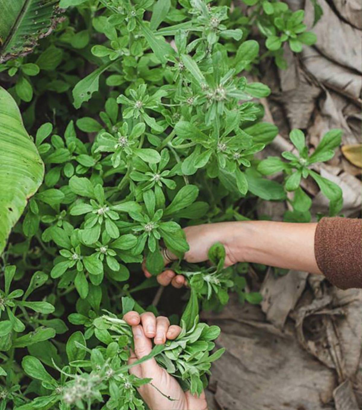 Loại rau xưa có đầy cho gà ăn, giờ thành đặc sản được chị em nội trợ ưa chuộng, 90.000 đồng/kg Ảnh 1