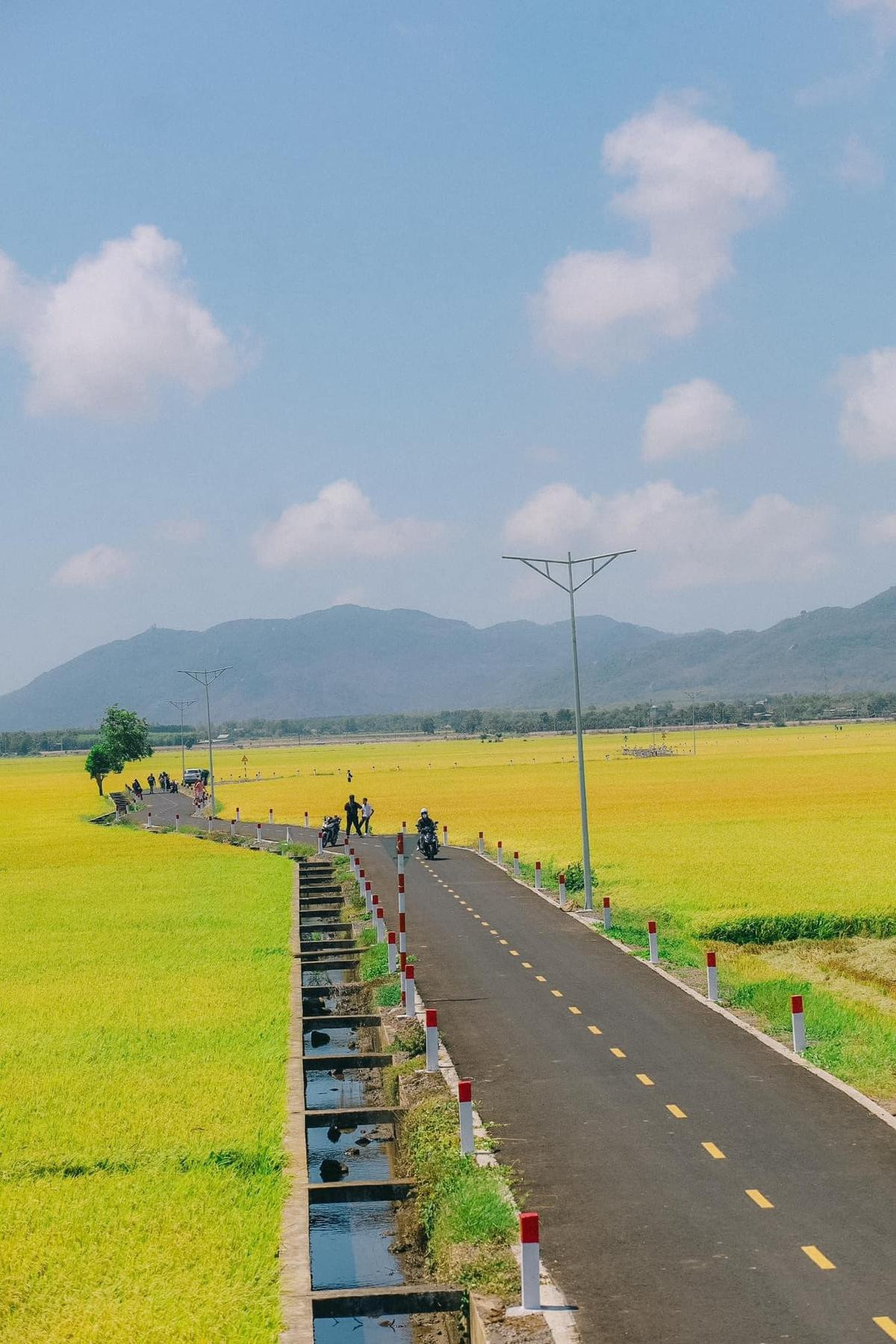 Đẹp ngất ngây cánh đồng đang vào mùa lúa chín ở Bà Rịa - Vũng Tàu Ảnh 9