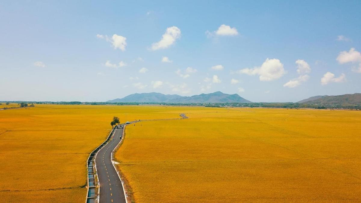 Đẹp ngất ngây cánh đồng đang vào mùa lúa chín ở Bà Rịa - Vũng Tàu Ảnh 2