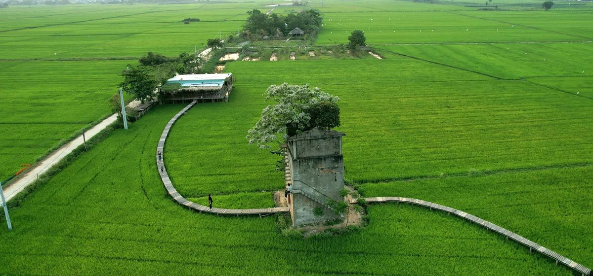 Đẹp ngơ ngẩn lò gạch cũ nằm 'đơn độc' giữa cánh đồng xanh mướt ở Hội An Ảnh 1