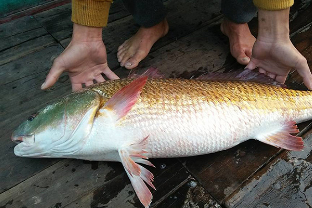 Loài cá này ở Việt Nam sở hữu một bộ phận quý hiếm được săn lùng với giá hơn 1 tỷ đồng Ảnh 6