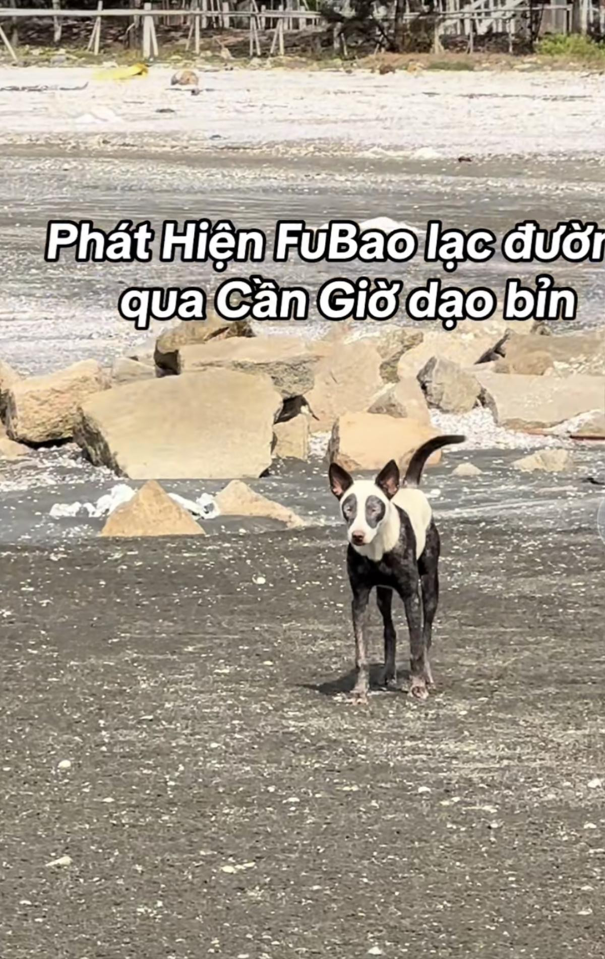 Phát hiện 'bé gấu trúc Fubao' lạc đường, ghé Cần Giờ dạo biển Ảnh 1