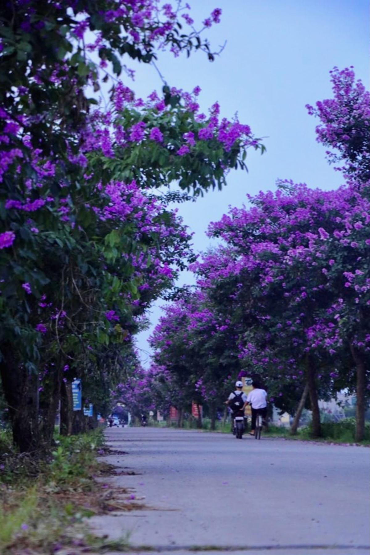 Con đường bằng lăng tím tuyệt đẹp ở Lý Nhân, Hà Nam Ảnh 2