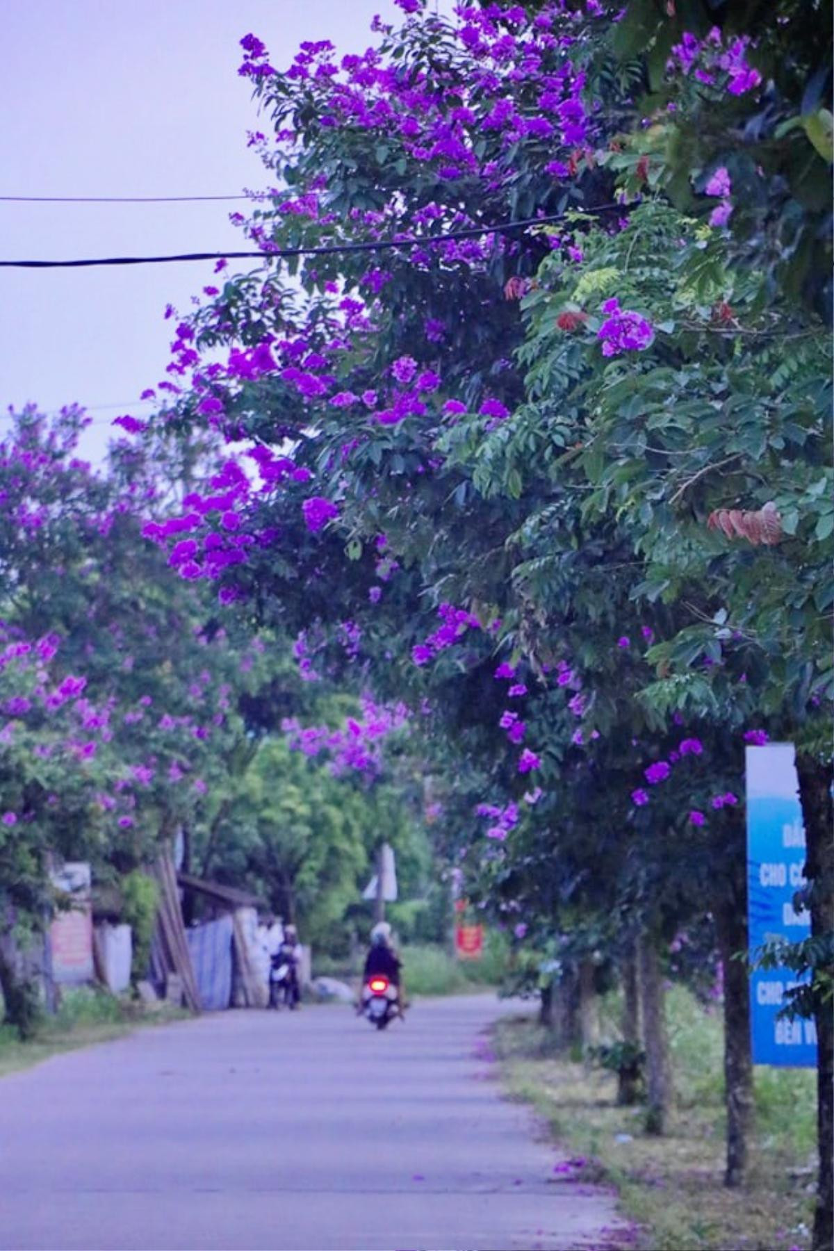 Con đường bằng lăng tím tuyệt đẹp ở Lý Nhân, Hà Nam Ảnh 1