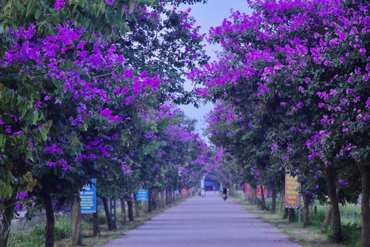 Con đường bằng lăng tím tuyệt đẹp ở Lý Nhân, Hà Nam Ảnh 5