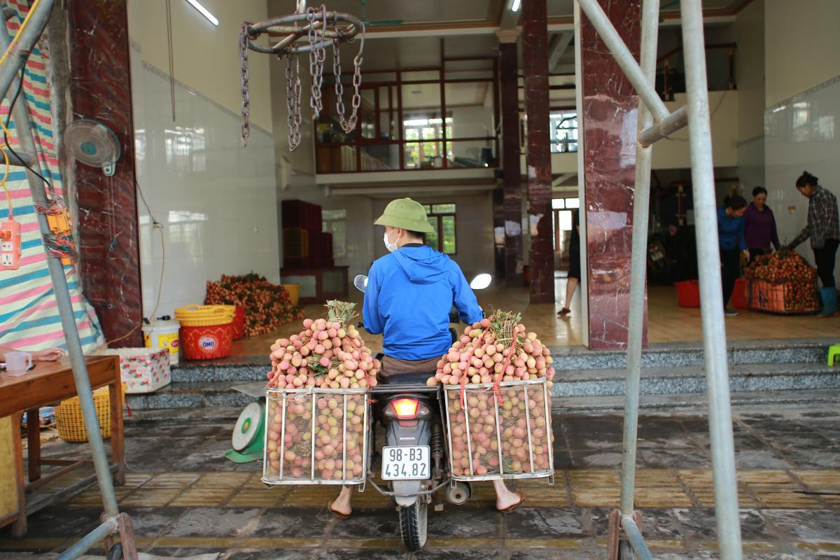 Chùm ảnh: Người dân Bắc Giang tất bật đi bán vải lúc sáng sớm Ảnh 8