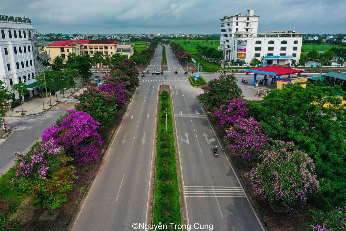 Chiêm ngưỡng vẻ đẹp của hàng cây bằng lăng đẹp nhất Thái Bình Ảnh 3