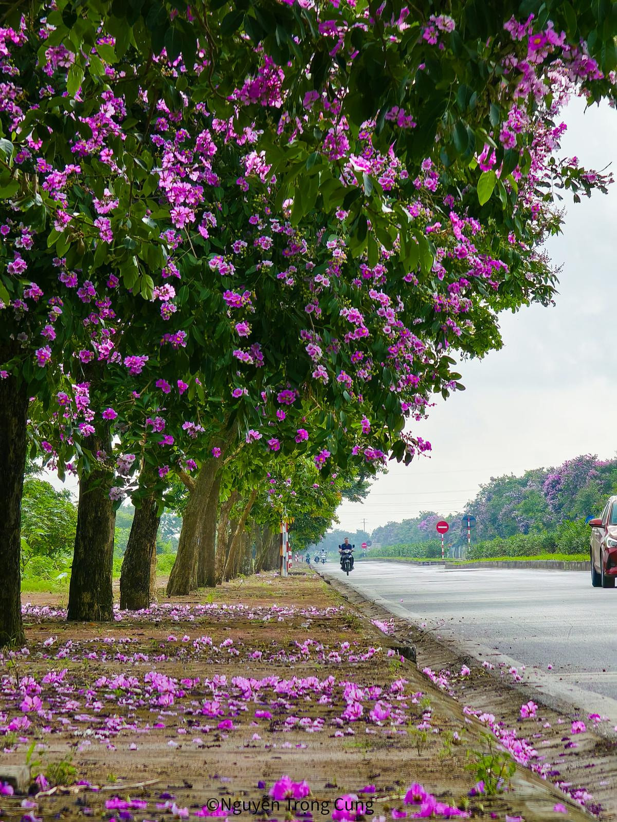 Chiêm ngưỡng vẻ đẹp của hàng cây bằng lăng đẹp nhất Thái Bình Ảnh 12