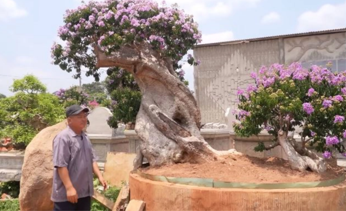 Chồng bảo mua cây bằng lăng giá vài trăm triệu đồng, vợ ngã ngửa khi thấy tài khoản chi hơn 1 tỷ Ảnh 4