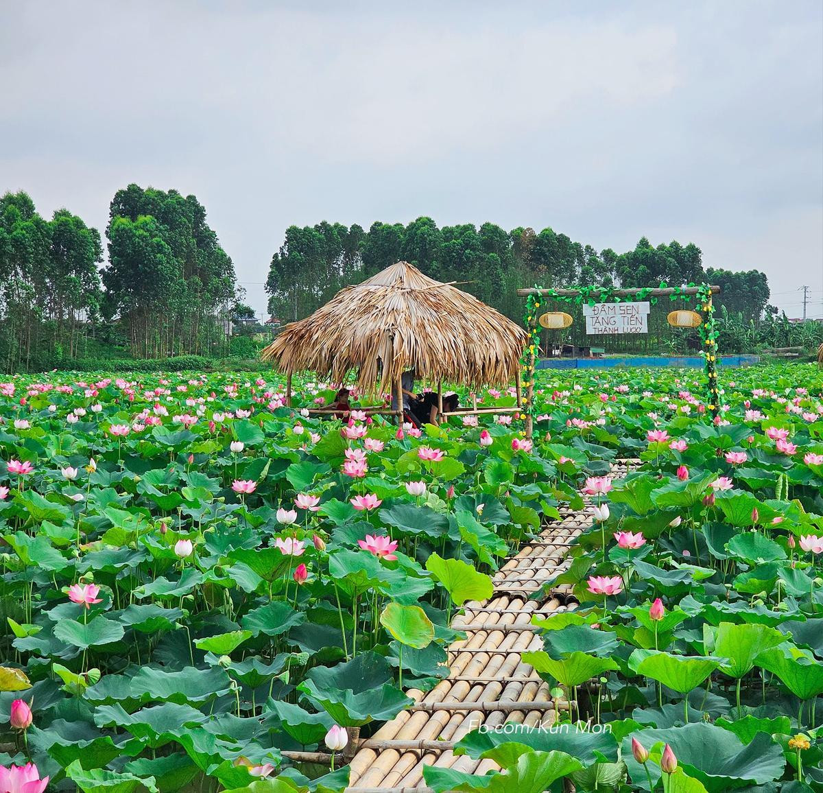 Đẹp ngẩn ngơ đầm sen đang vào chính vụ ở Bắc Giang Ảnh 10