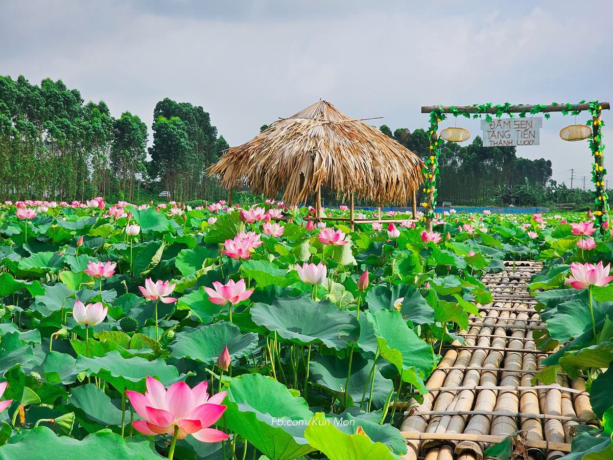 Đẹp ngẩn ngơ đầm sen đang vào chính vụ ở Bắc Giang Ảnh 1