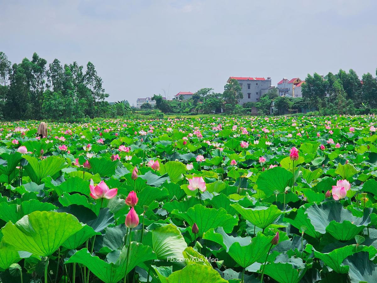 Đẹp ngẩn ngơ đầm sen đang vào chính vụ ở Bắc Giang Ảnh 9