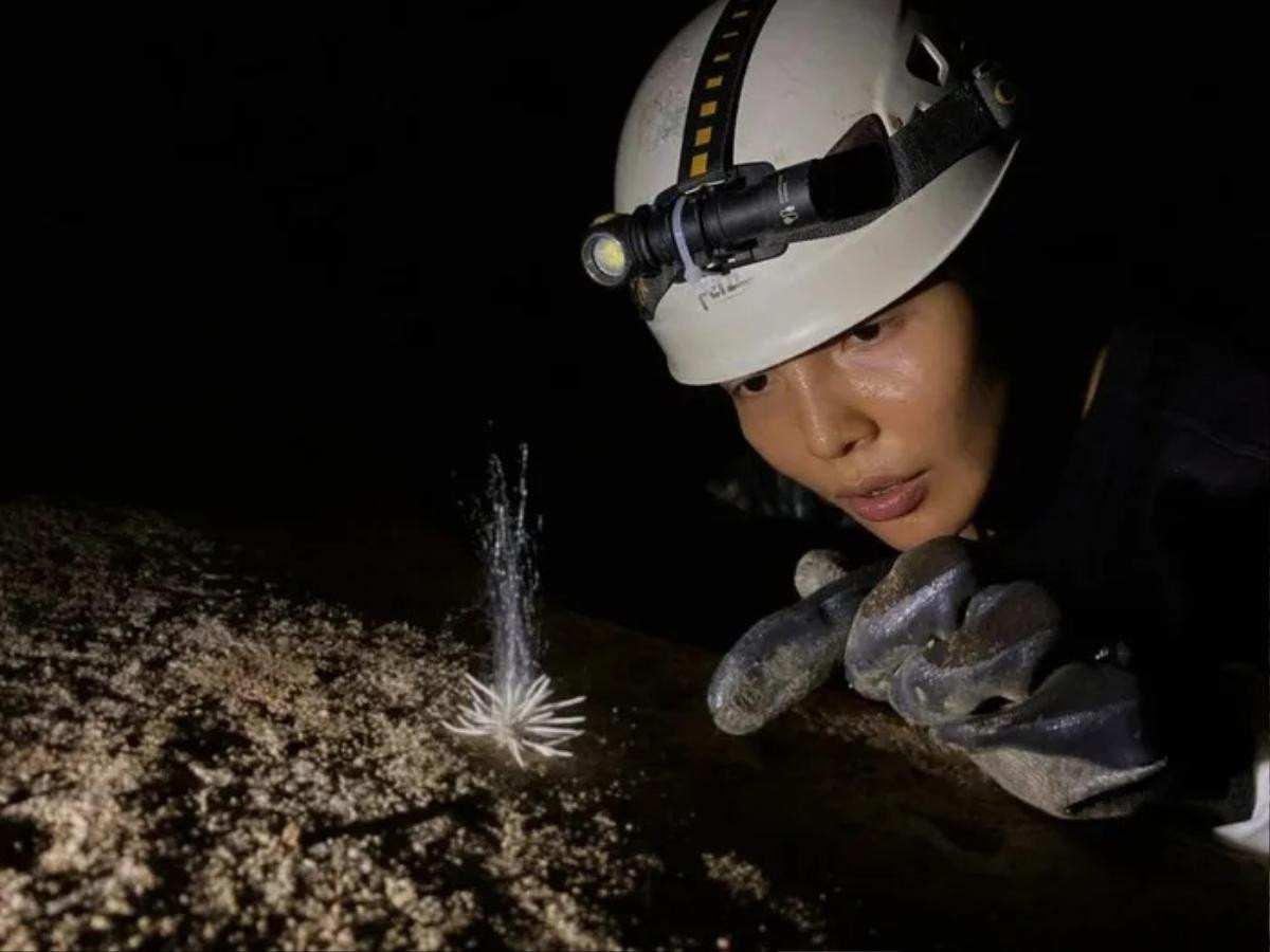 Cận cảnh loài sinh vật lạ mới được phát hiện trong Vườn Quốc gia Phong Nha - Kẻ Bàng Ảnh 1