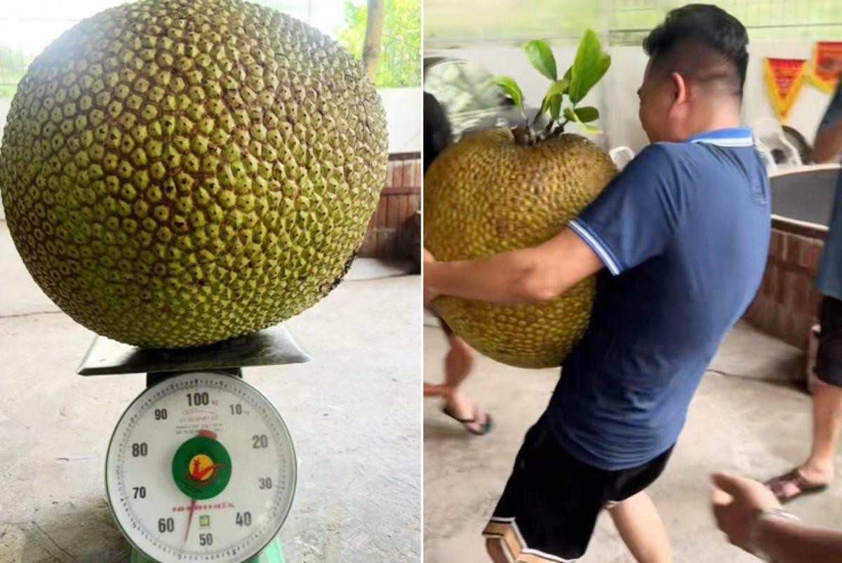 Mùi vị và hình ảnh bên trong quả mít 'khủng' 55kg ở Hải Dương ra sao? Ảnh 1