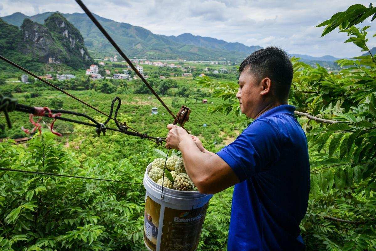 Loại quả được người dân Lạng Sơn trồng trên đỉnh núi, là đặc sản nổi tiếng khắp nước Ảnh 3