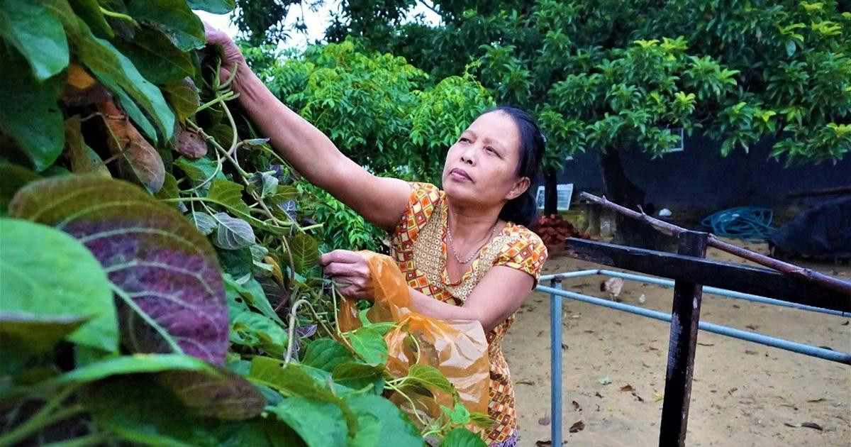 Loại cây mọc dại hàng rào giờ thành đặc sản, được dân thành phố ưa chuộng Ảnh 2