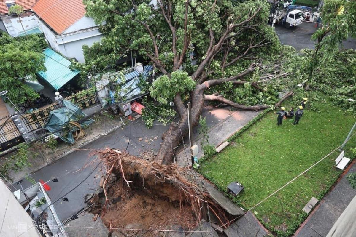 TP.HCM sau cơn mưa lớn: Cây đổ la liệt, ô tô và xe máy bị đè bẹp Ảnh 4