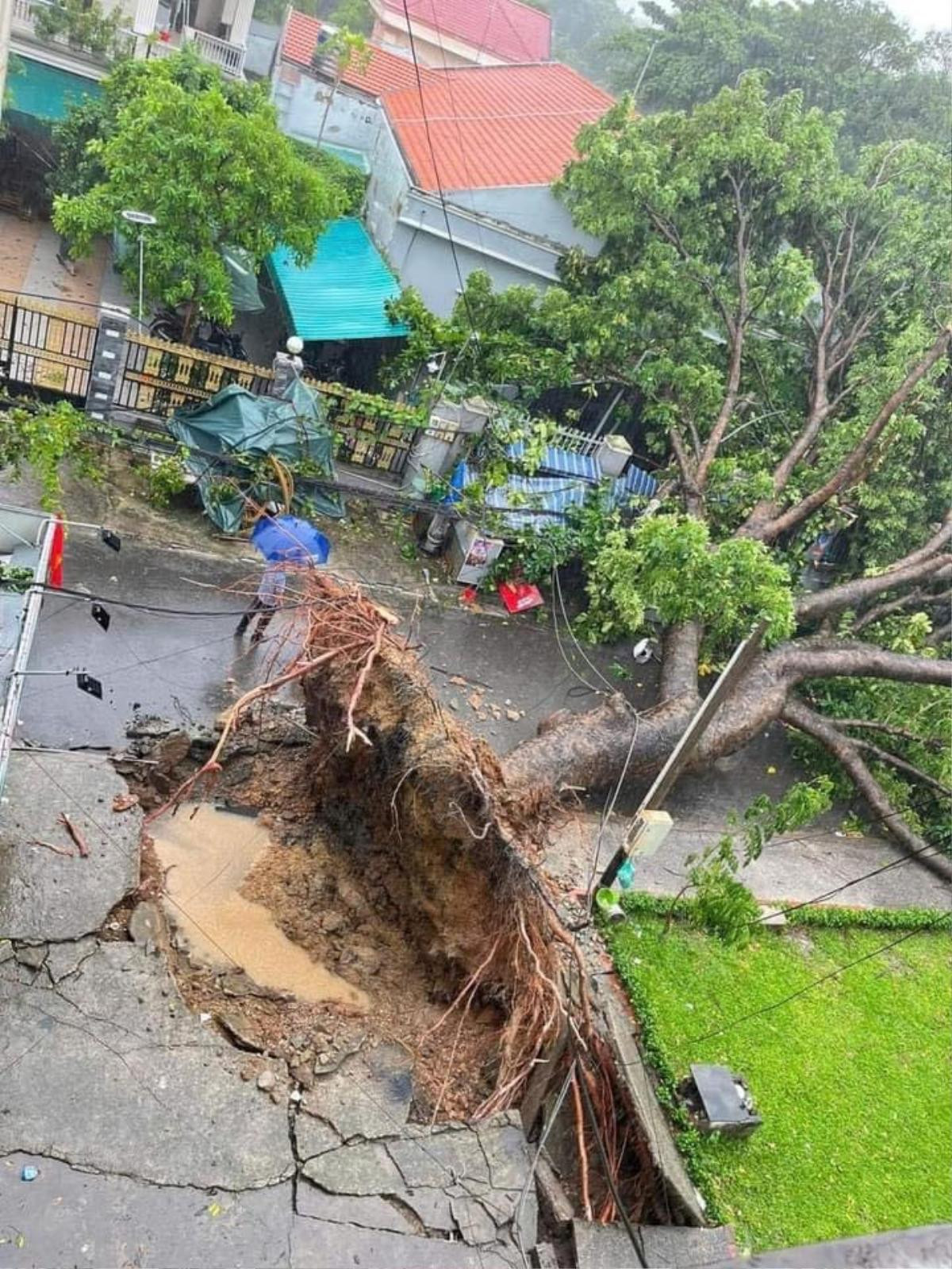 TP.HCM sau cơn mưa lớn: Cây đổ la liệt, ô tô và xe máy bị đè bẹp Ảnh 5