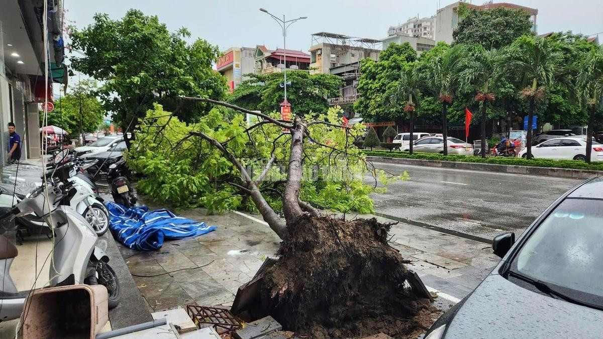 Siêu bão Yagi trước giờ đổ bộ: Mây phủ kín trời, gió mạnh khiến cây xanh bật gốc đè xe máy Ảnh 6