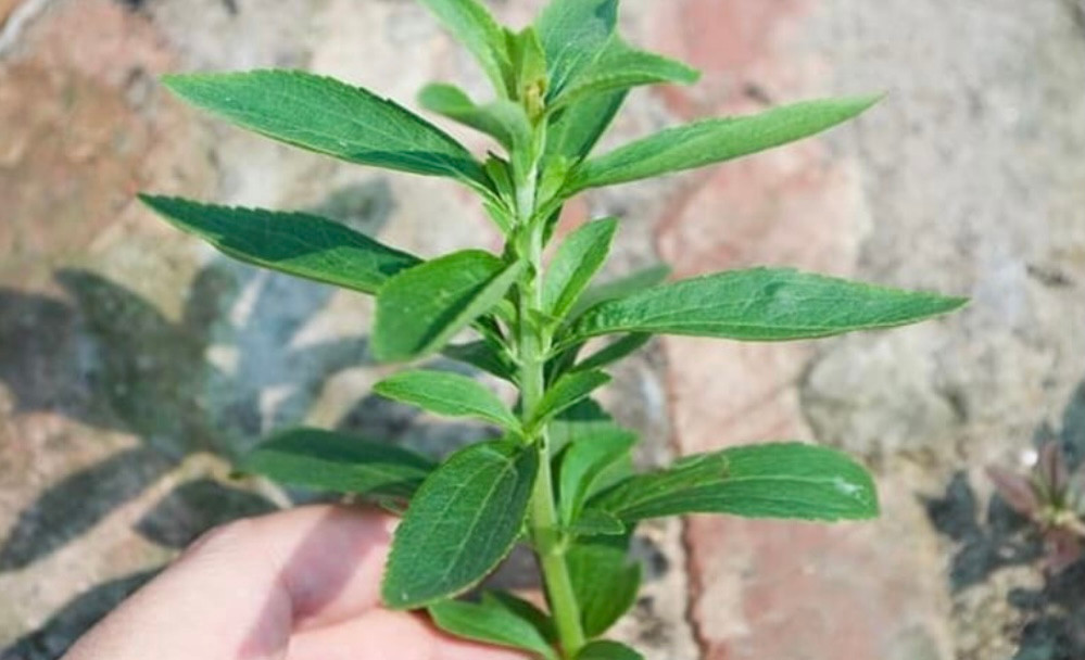 Loại cây xưa mọc đầy vườn, ngọt hơn cả đường giờ thành thuốc quý nhiều công dụng bất ngờ Ảnh 1