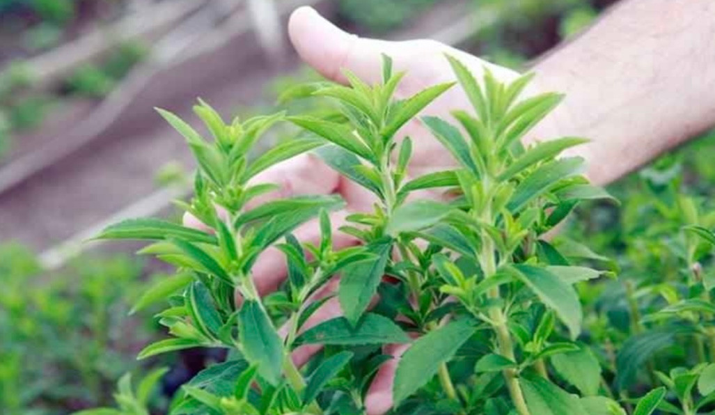 Loại cây xưa mọc đầy vườn, ngọt hơn cả đường giờ thành thuốc quý nhiều công dụng bất ngờ Ảnh 3