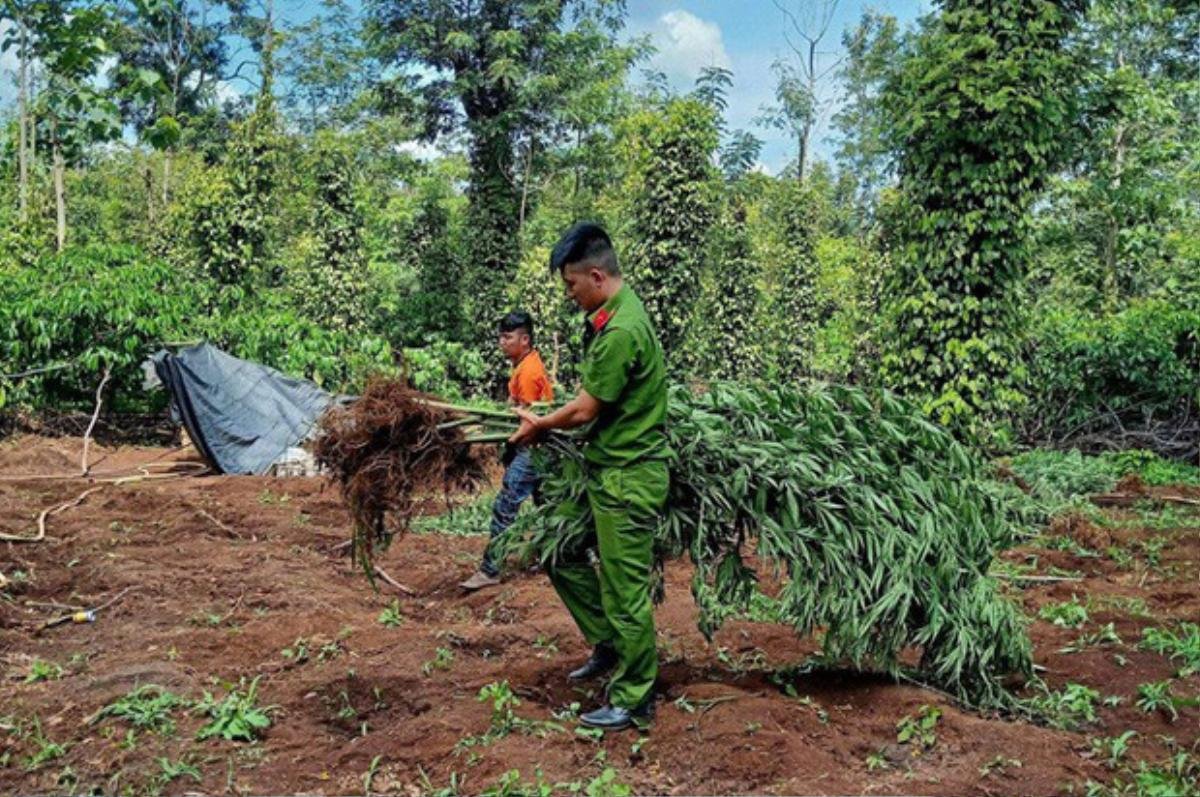 Lại phát hiện vụ trồng cần sa số lượng lớn để cho gà ăn tại Đắk Lắk Ảnh 1