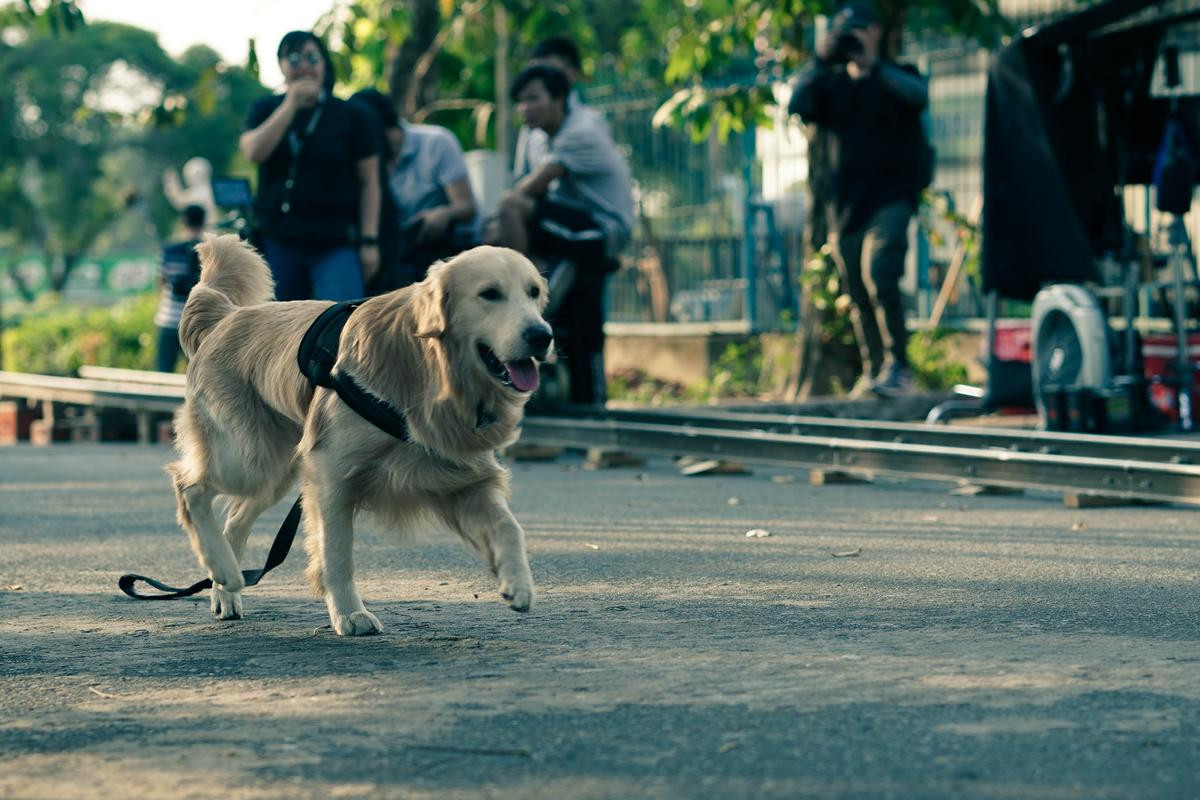 Không phải Quang Tuấn hay Phương Anh Đào, đây mới là diễn viên đặc biệt nhất phim 'Bằng chứng vô hình' Ảnh 2