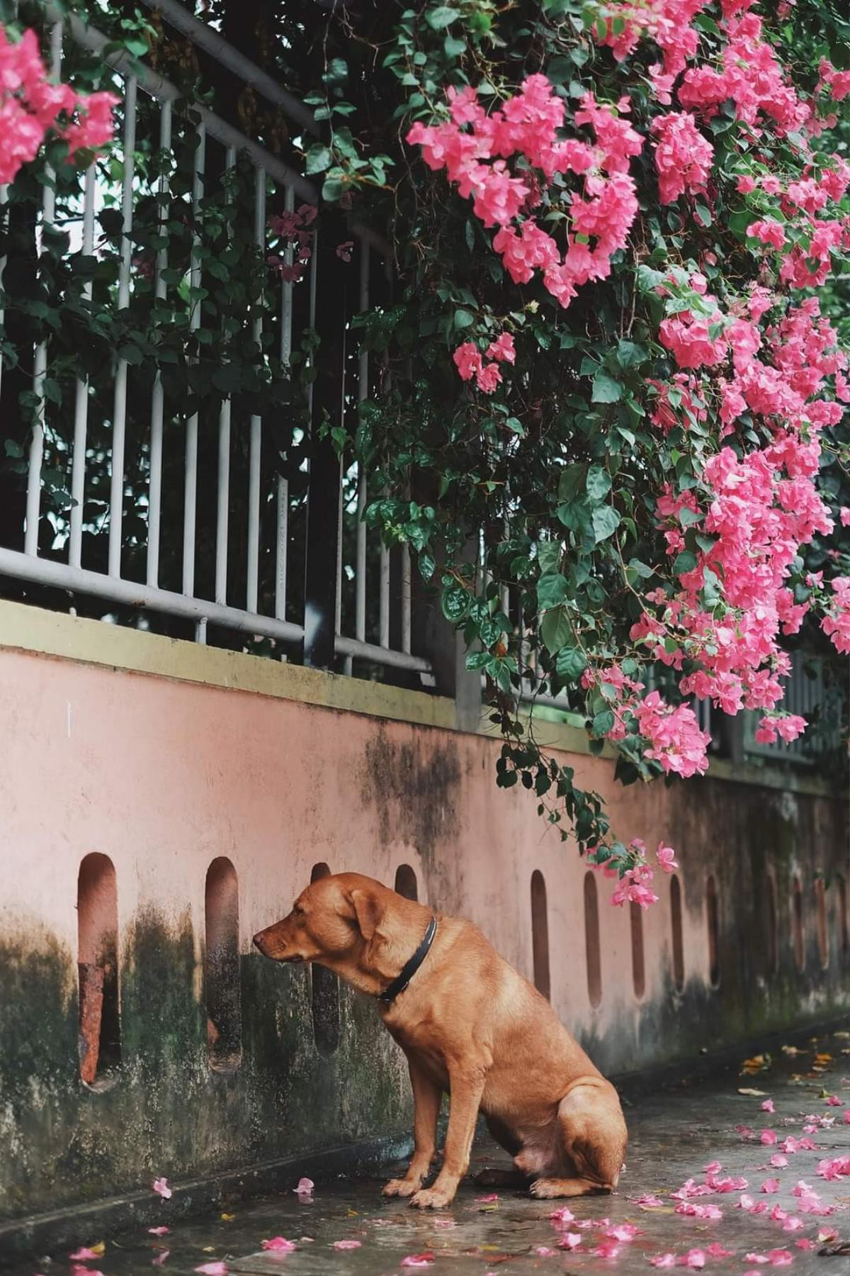 Lỡ phải lòng 'hàng xóm', chú chó 'trồng cây si' trước nhà 'crush' và cái kết bất ngờ Ảnh 1