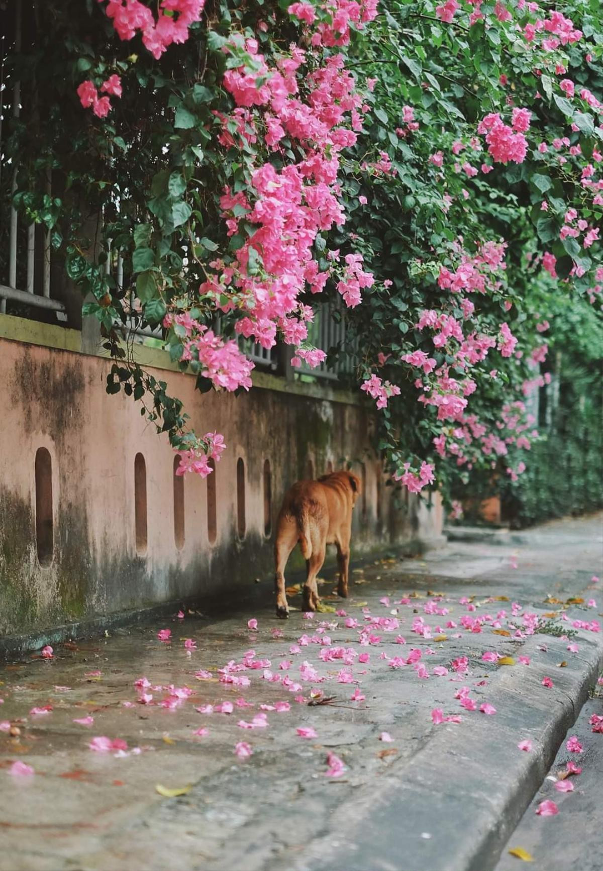 Lỡ phải lòng 'hàng xóm', chú chó 'trồng cây si' trước nhà 'crush' và cái kết bất ngờ Ảnh 4