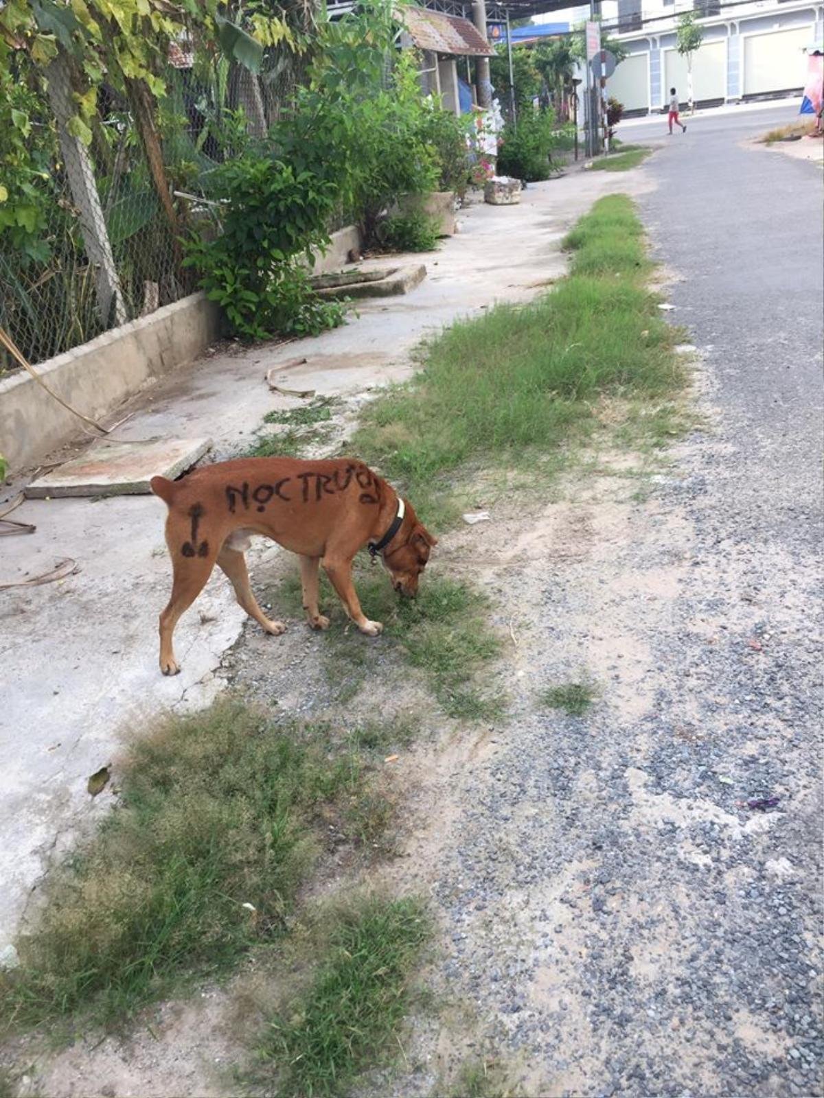 'Cậu Vàng' khiến người đi đường cười ngất khi thấy dòng 'tha thu' trên lưng Ảnh 2