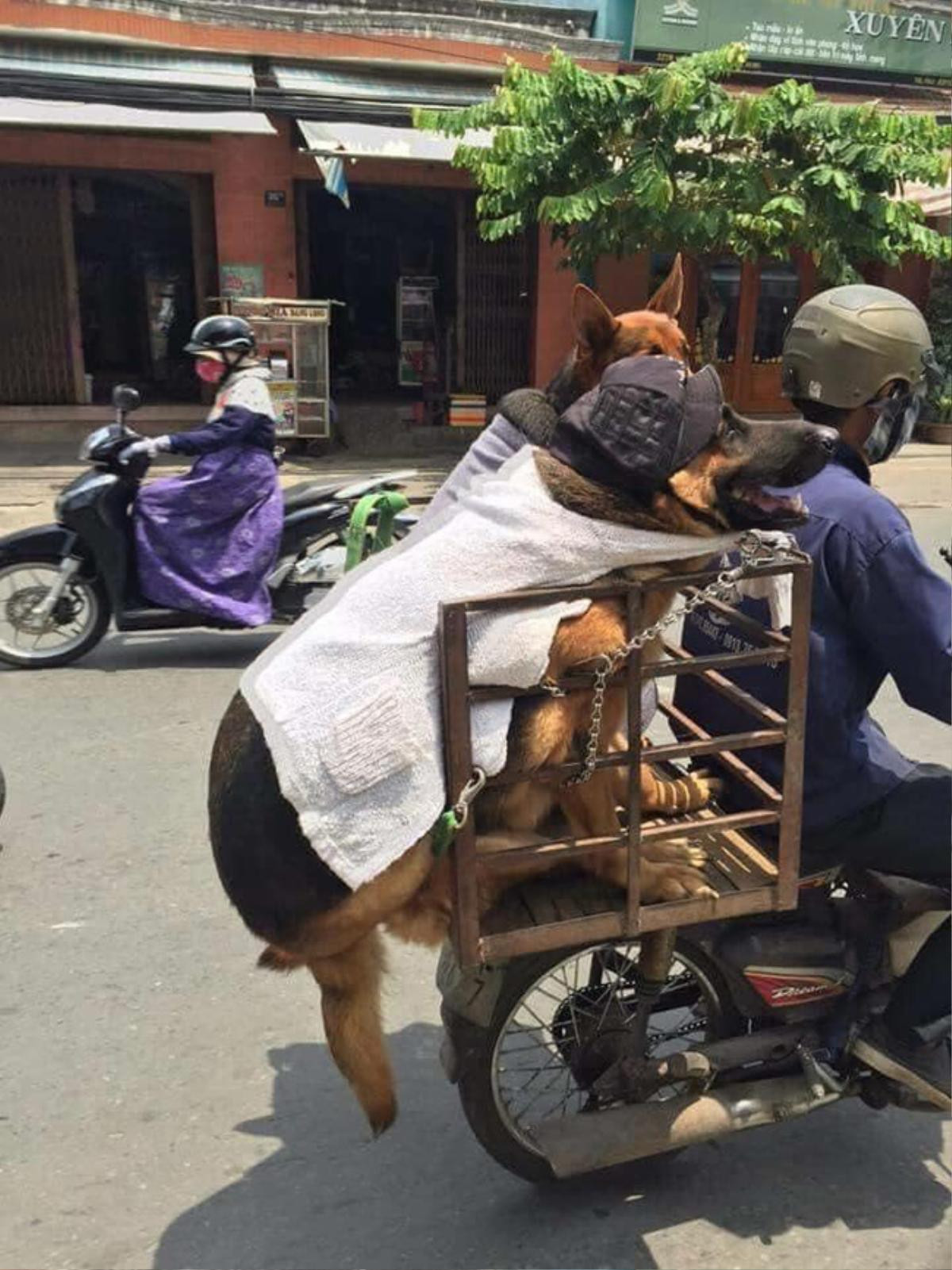 Hình ảnh hai chú chó 'béo múp' đầu đội nón, quấn khăn ngồi sau xe chủ gây sốt mạng xã hội Ảnh 1