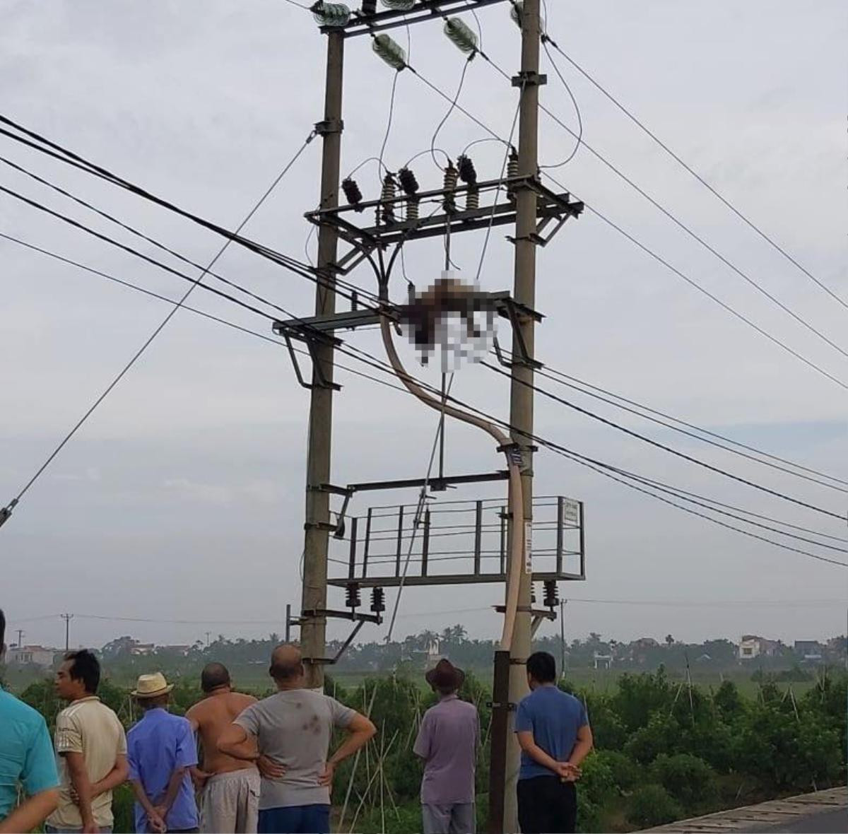 Phát hiện thi thể người đàn ông trung niên trên cột điện cao thế ở Hải Phòng Ảnh 1