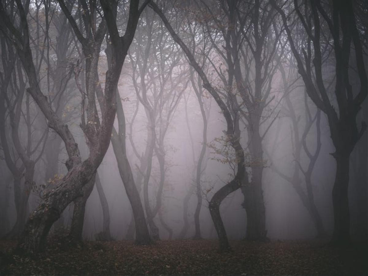 'Dạ quỷ rừng sâu': Những lý do bạn không thể bỏ lỡ tác phẩm kinh dị mở màn tháng Halloween Ảnh 5