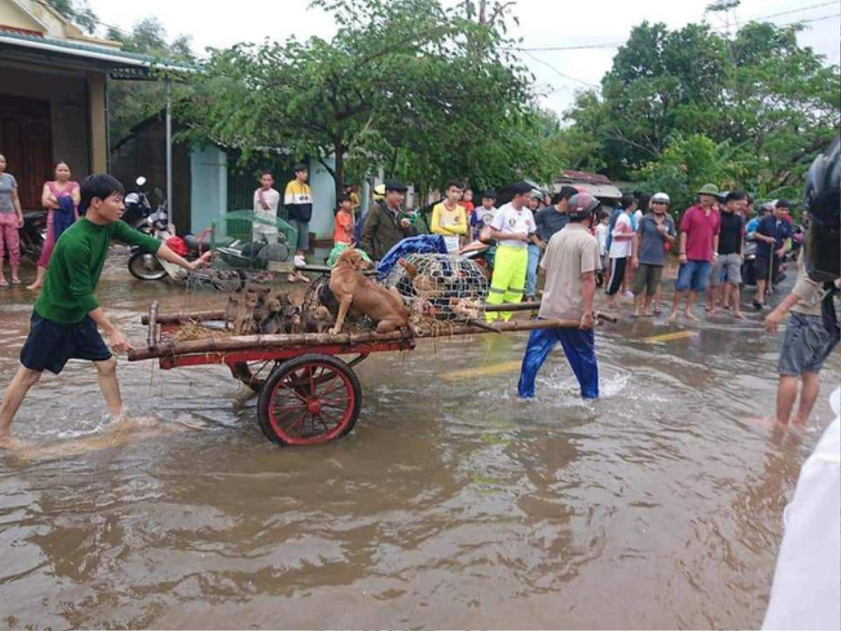 Ấm lòng hình ảnh hàng trăm con vật được giải cứu khỏi vùng 'rốn lũ': 'Biết làm sao khi mạng sống con người còn chưa chắc giữ được' Ảnh 3