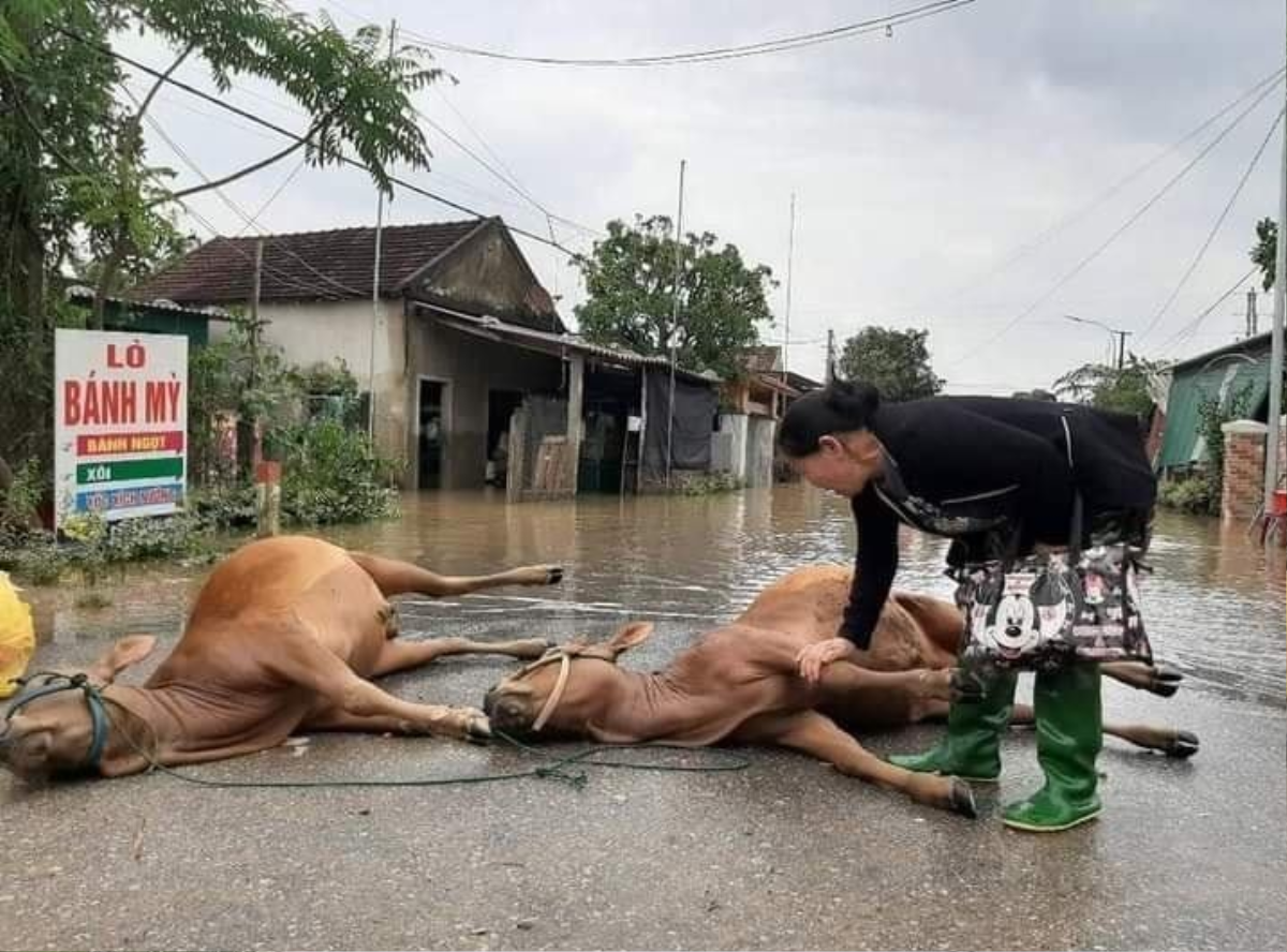 Ấm lòng hình ảnh hàng trăm con vật được giải cứu khỏi vùng 'rốn lũ': 'Biết làm sao khi mạng sống con người còn chưa chắc giữ được' Ảnh 4