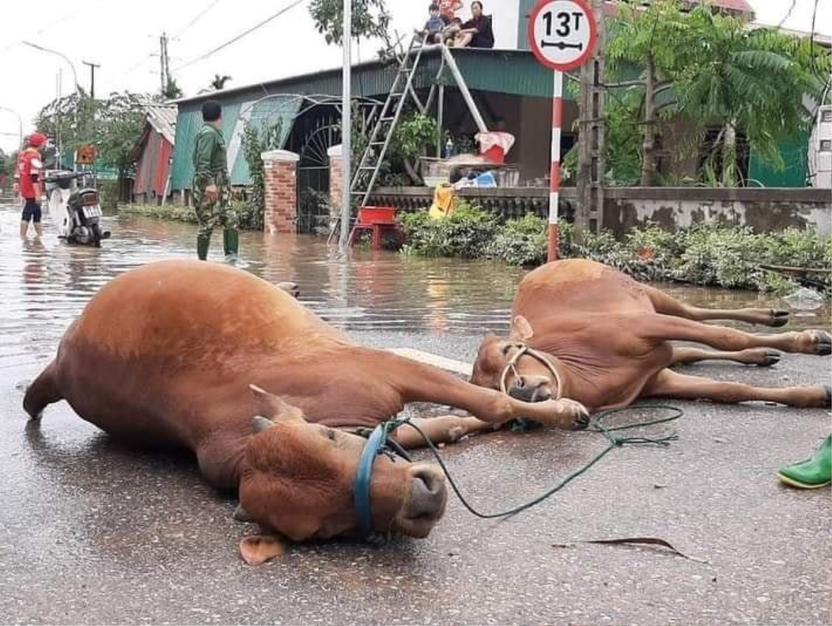 Ấm lòng hình ảnh hàng trăm con vật được giải cứu khỏi vùng 'rốn lũ': 'Biết làm sao khi mạng sống con người còn chưa chắc giữ được' Ảnh 5