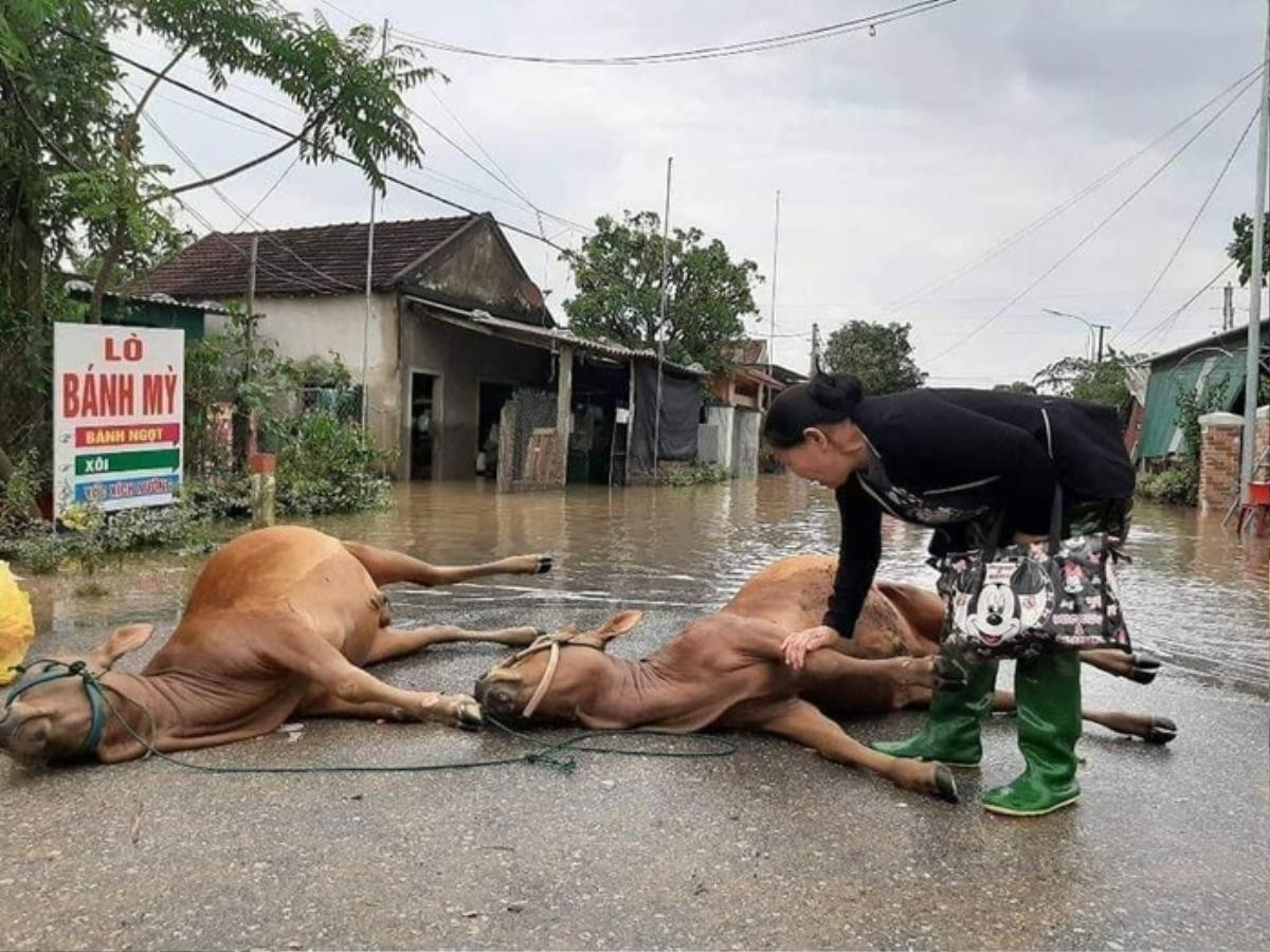 Hình ảnh người phụ nữ khóc nức nở khi thấy 2 con bò đã chết sau trận lũ khiến nhiều người nặng lòng Ảnh 1