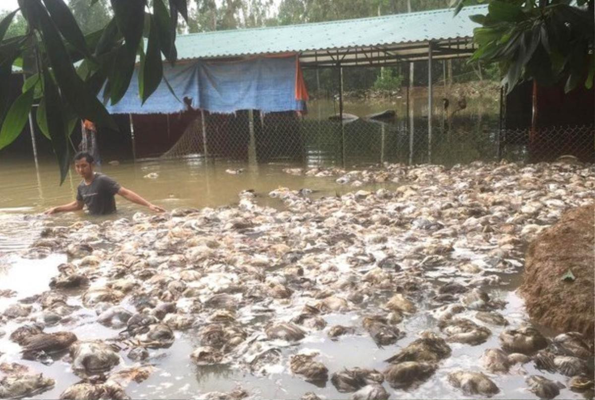 Đàn gà của anh Điệp chết trong đợt mưa lũ