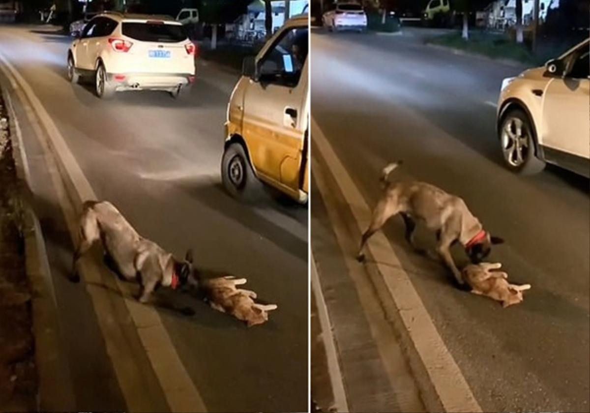 Chú chó cố gắng đánh thức mèo con đã chết vì tai nạn giao thông, tuyệt vọng kéo bạn vào lề đường Ảnh 1