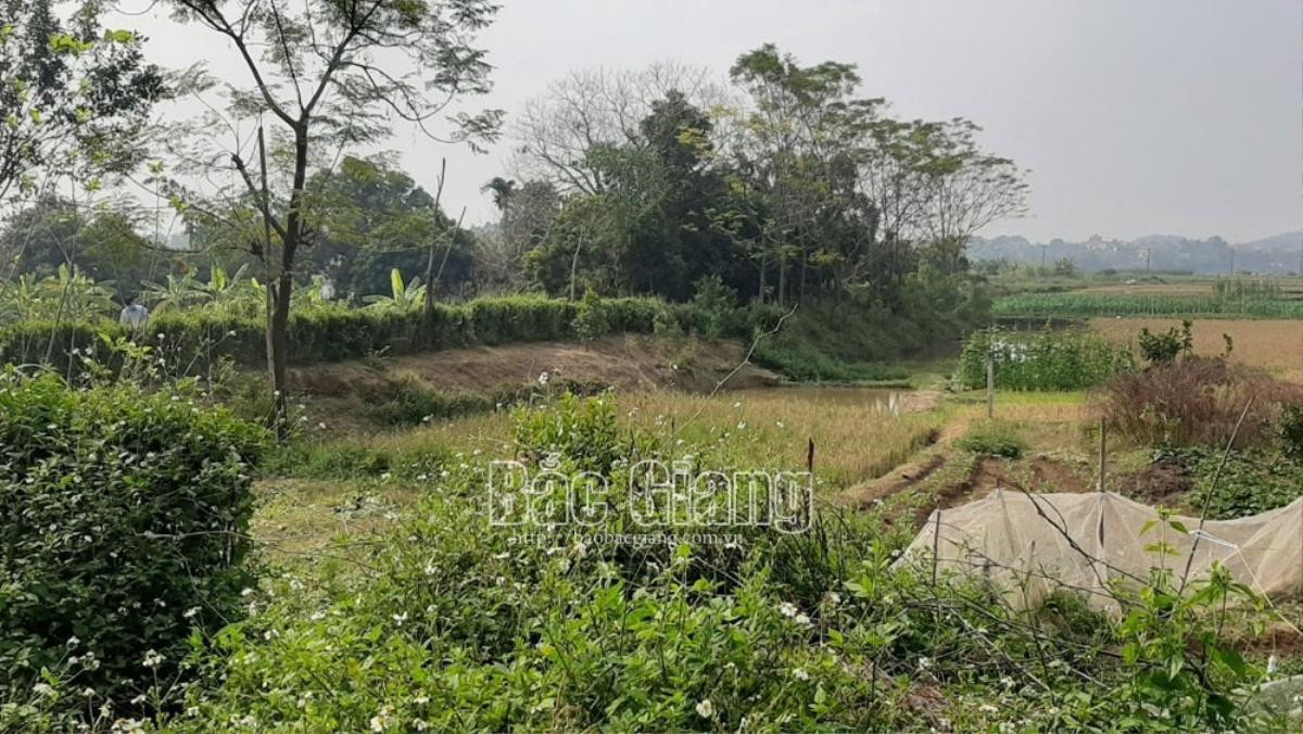 Người đàn ông dùng dao sát hại nhân tình rồi đâm vào ngực trái tự tử giữa cánh đồng Ảnh 1