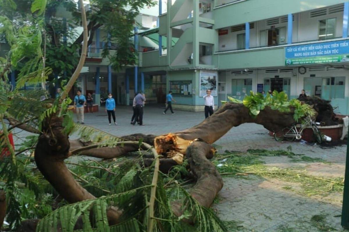 Cây bật gốc, học sinh tự tử và loạt câu chuyện đau lòng trong ngành giáo dục ở năm 2020 Ảnh 2