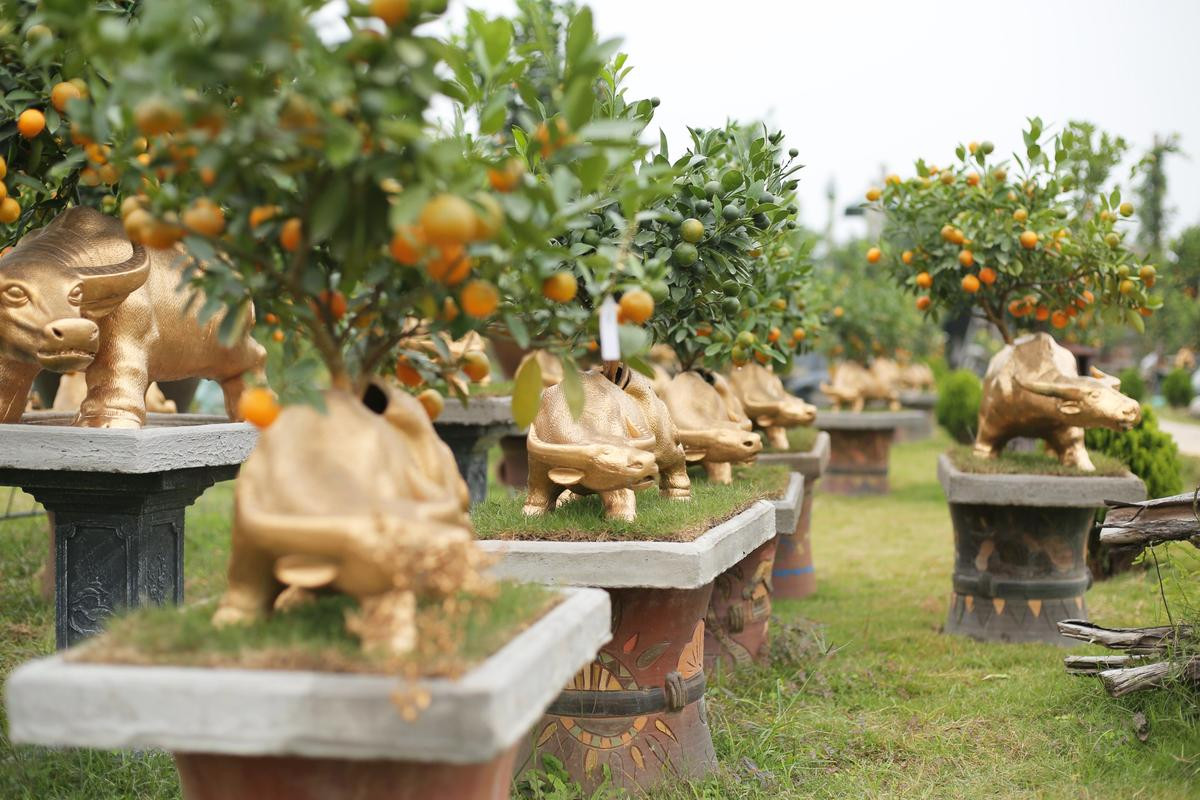 Trâu vàng 'cõng' quất bonsai rục rịch đón Tết Tân Sửu Ảnh 7