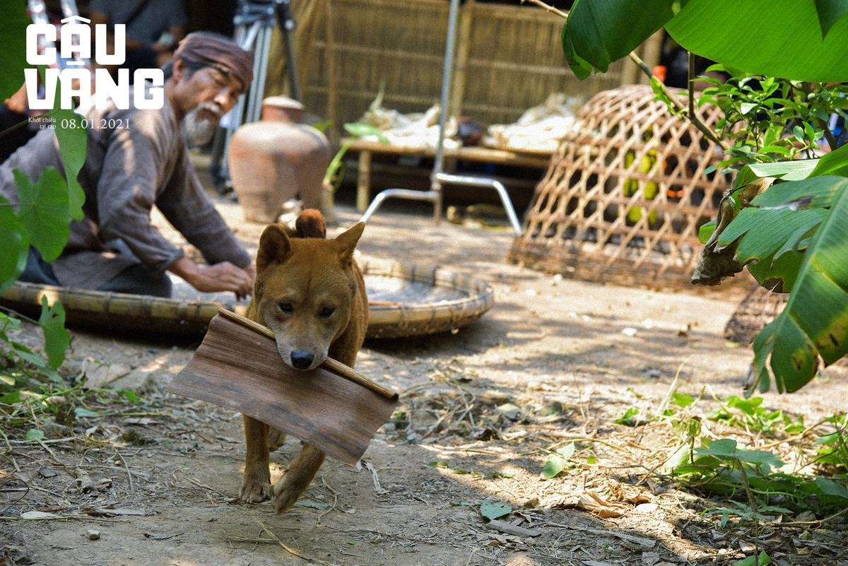 Loạt thử thách mà Cậu Vàng - diễn viên 4 chân đầu tiên ở Việt Nam phải trải qua Ảnh 6