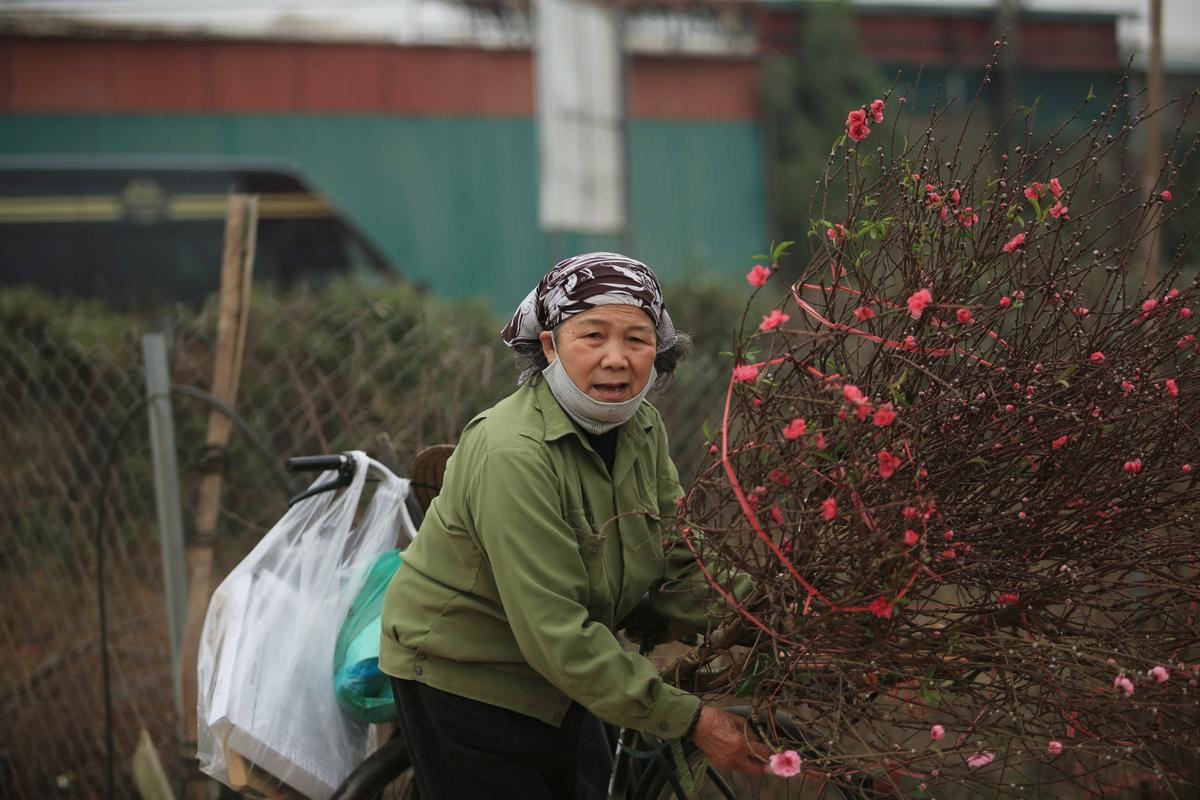 Tiểu thương vào tận vườn trả giá cao, nhiều người dân làng Nhật Tân 'hốt bạc' khi có đào bán trước Tết Ảnh 5