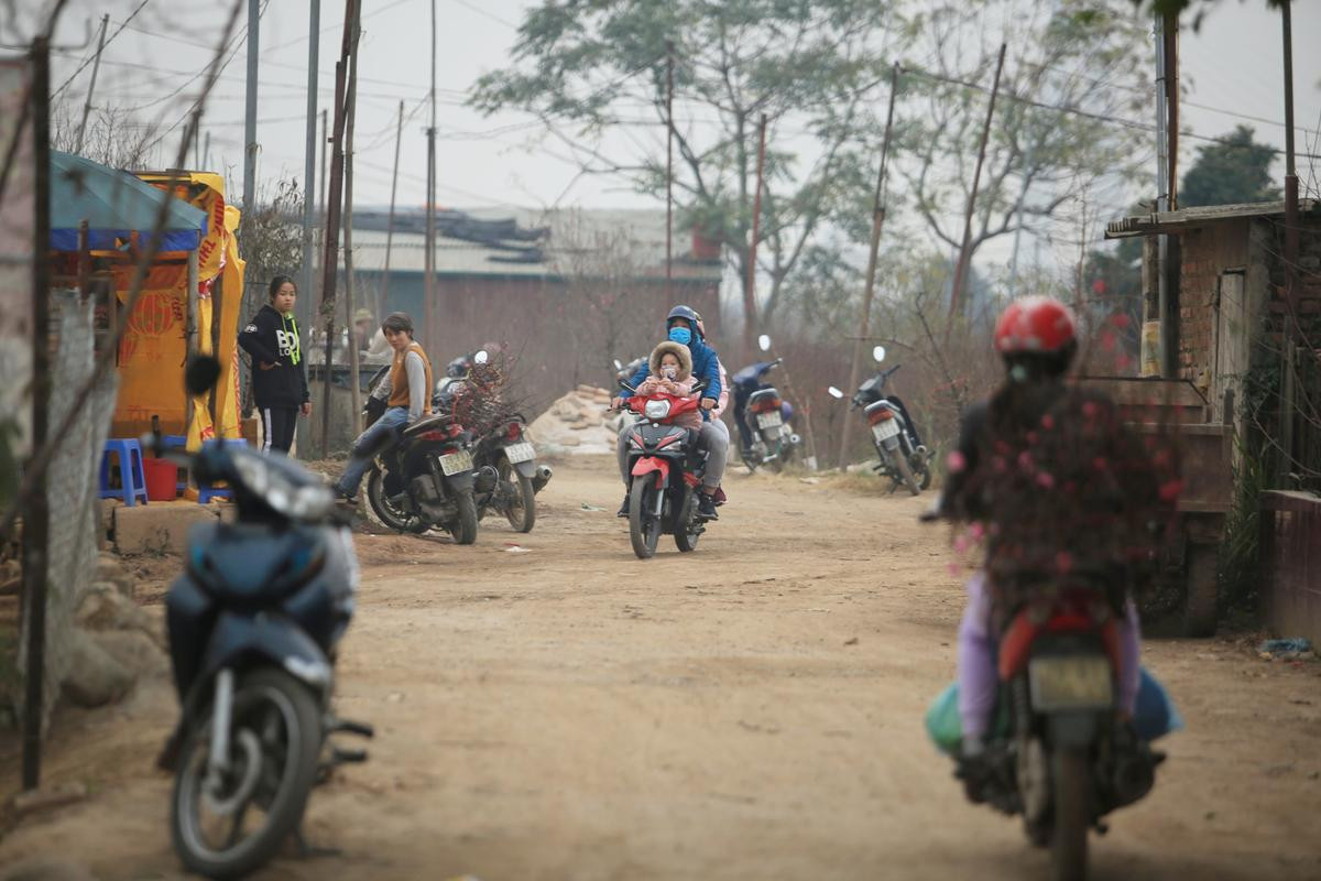 Tiểu thương vào tận vườn trả giá cao, nhiều người dân làng Nhật Tân 'hốt bạc' khi có đào bán trước Tết Ảnh 2