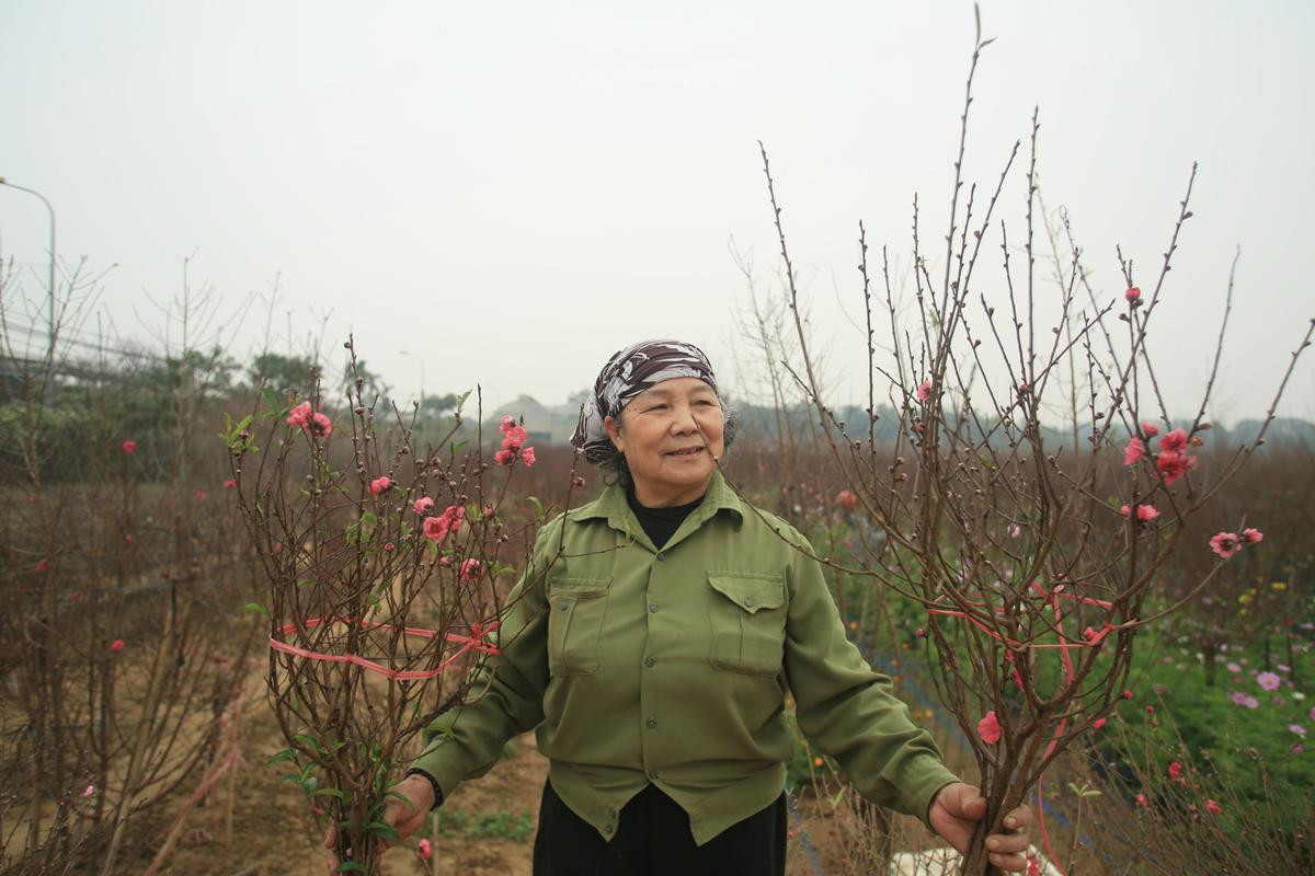 Tiểu thương vào tận vườn trả giá cao, nhiều người dân làng Nhật Tân 'hốt bạc' khi có đào bán trước Tết Ảnh 6