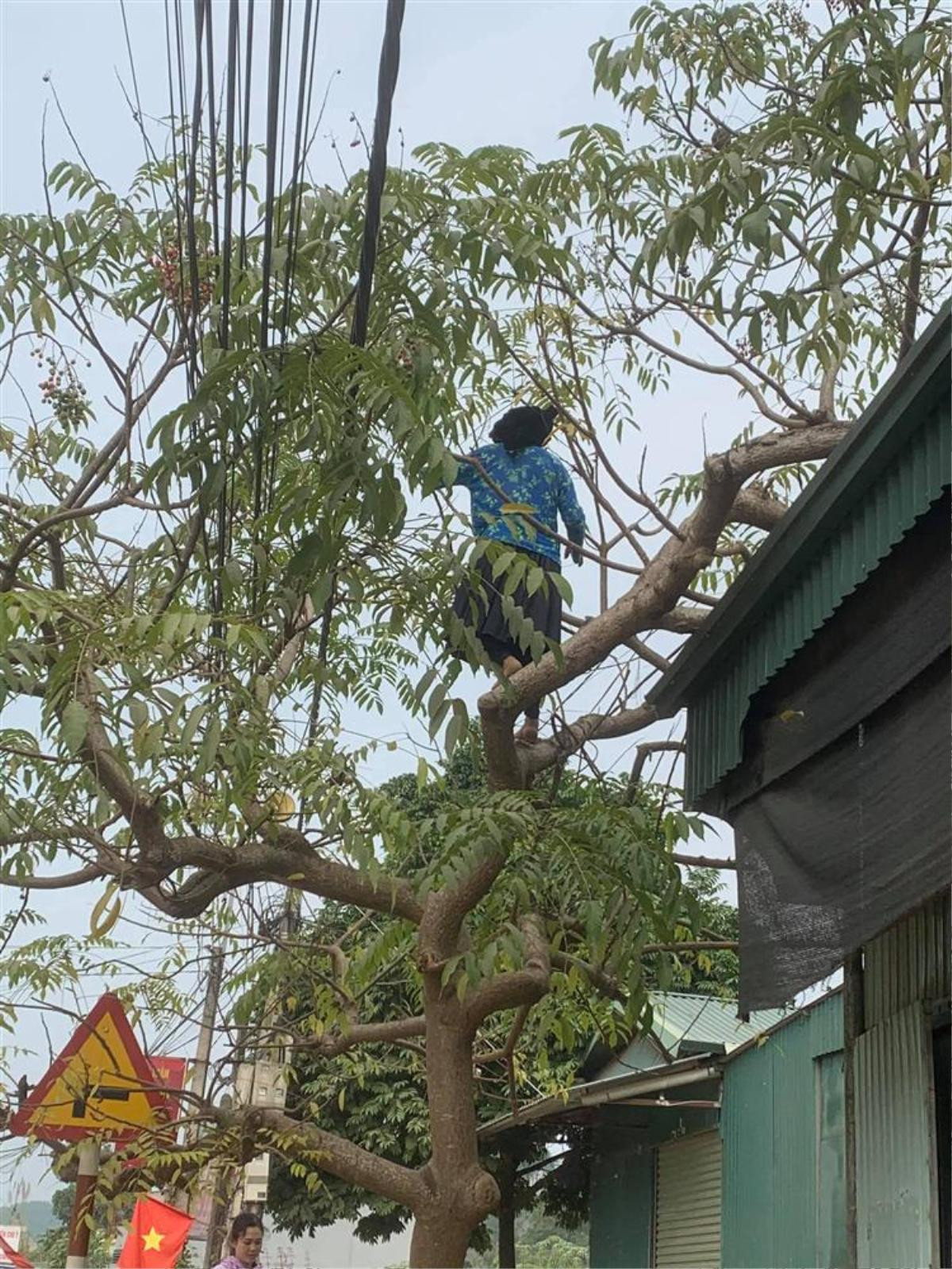 Cụ bà thoăn thoắt leo cây hái quả, biết được số tuổi càng khiến nhiều người thán phục Ảnh 1