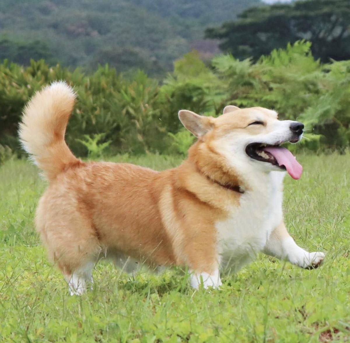 Chú Corgi nổi tiếng thế giới với tên gọi 'thánh biểu cảm' đã qua đời Ảnh 2