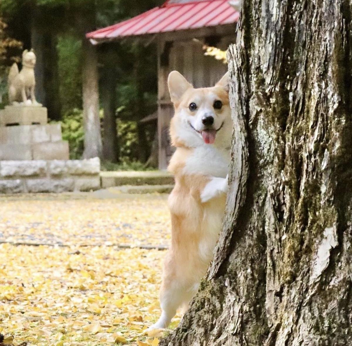 Chú Corgi nổi tiếng thế giới với tên gọi 'thánh biểu cảm' đã qua đời Ảnh 7